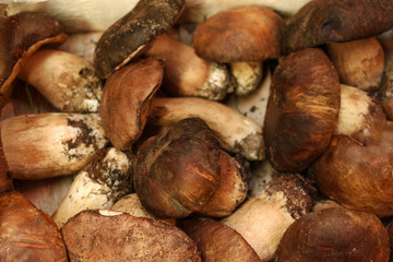 Fresh porcini mushrooms close up