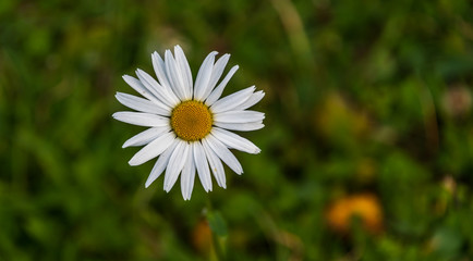 Fototapeta premium Single Daisy against a Deep Green Grassy Background