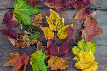 Autumn leaves of maple, oak on a wooden background