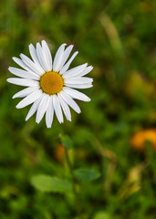 Single Daisy against a Deep Green Grassy Background
