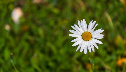 Single Daisy against a Deep Green Grassy Background