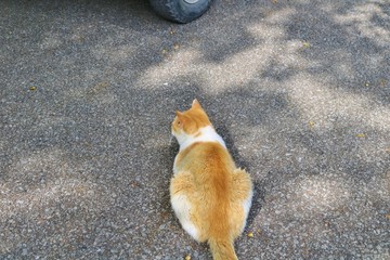 ねこ　秋　のら　道　茶色