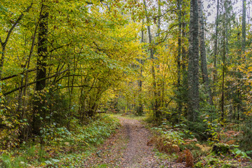 Path in a Northern European Forest in Autumn