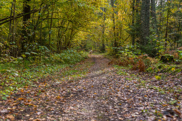 Path in a Northern European Forest in Autumn