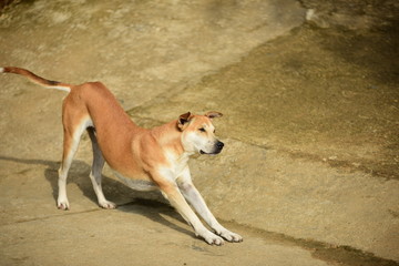 Thai native brown dog In different chapters