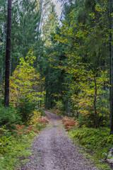 Path in a Northern European Forest in Autumn