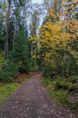 Naklejka premium Path in a Northern European Forest in Autumn