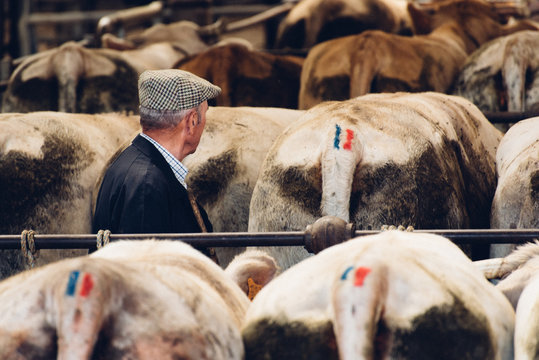 un vieux paysan français vers ses vaches