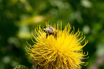 Bumblebee and yellow flowering plant. Bumblebee pollinates a flower in the garden