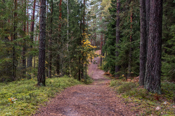Obraz premium Path in a Northern European Forest in Autumn