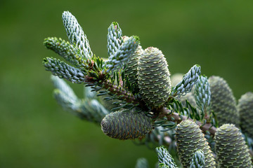 Korean fir with pine cones in spring