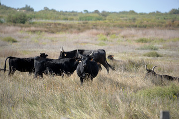 taureaux Camarguais 