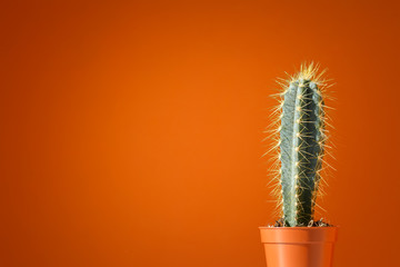 Cactus with long needles in a small pot against the background of an orange terracotta wall. Mystical plant protects the house from evil spirits