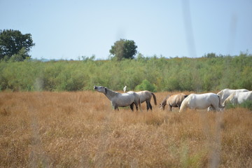 Fototapeta premium Chevaux en camargue