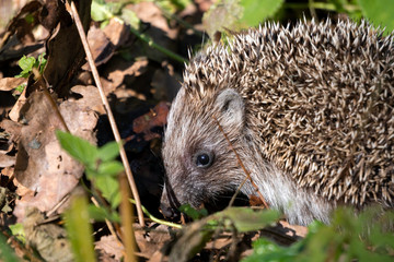 Hedgehog in the grass looking at the camera