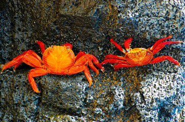 Sally Lightfoot Crabs - Galapagos - Ecuador