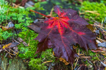 Wet Dark Red Leaf in a Forest in Europe