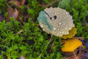 Wet Leaf with Water Drops in a Forest