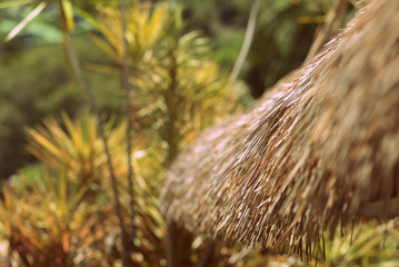 Palm roof close up on a background of tropical plants. Retro style