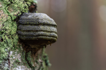 Mushroom Growing on a Tree in a Forest in Northern Europe