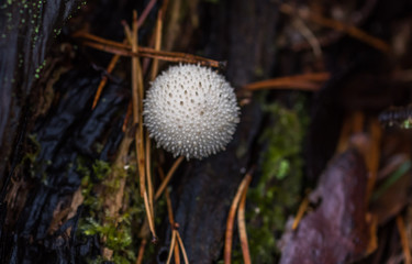 Mushrooms Growing in a Deep Green Forest in Northern Europe