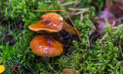 Mushrooms Growing in a Deep Green Forest in Northern Europe