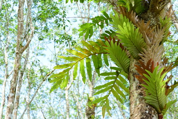 Green trees in the Thai rainforest