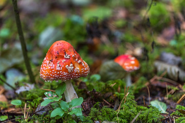 Toadstool Mushroom in a Northern European Forest
