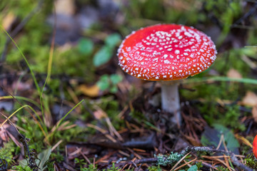 Toadstool Mushroom in a Northern European Forest