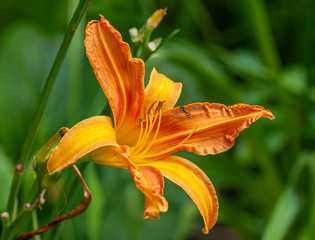orange lilly flower