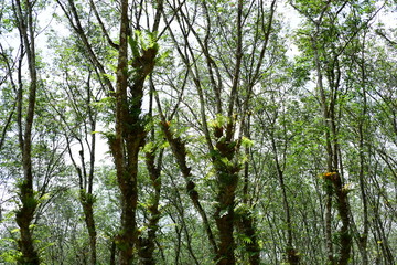Fototapeta premium Green trees in the Thai rainforest