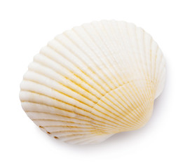 Sea shell of light shades isolated on a white background. Top view of a bivalve shell