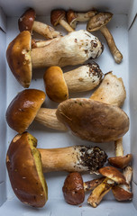 Collection of Freshly Picked Edible Mushrooms in a White Box
