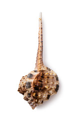 Seashell isolated on a white background. Murex haustelium, top view