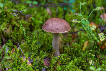 Edible Mushroom Growing in a Deep Green Forest in Northern Europe