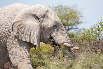 Naklejka na ściany i meble Close up of an elephant eating thorny branches, Etosha, Namibia, Africa