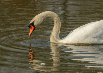 swan on the lake with drip from beak