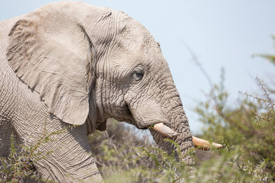 Close up of an elephant walking through the bush, Etosha, Namibia, Africa