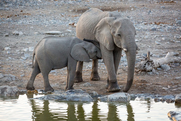 Offspring cuddling with its elephant mother next to a waterhole, Etosha, Namibia, Africa