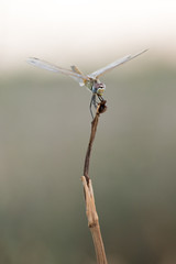 dragonfly in its habitat photo made with macro