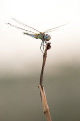 dragonfly in its habitat photo made with macro