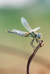 dragonfly in its habitat photo made with macro