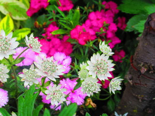 flowers in the garden