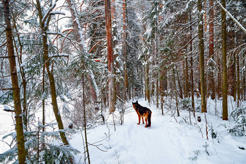 Snow covered trees in a winter forest, small path between them and dog german shepherd on it