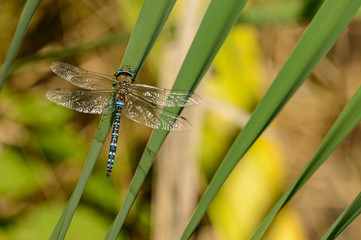 dragonfly on a leaf of reeds
