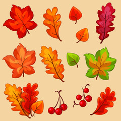 Vector colorful autumn leaf set
