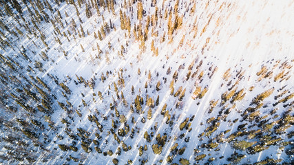 Forest covered with snow, aerial view with drone, view from above