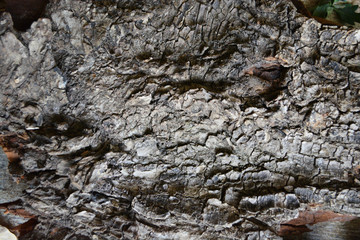 background texture tree composition beautiful wooden autumn