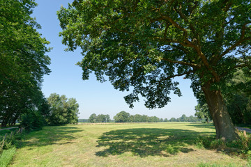 Stieleiche am Wiesenrand