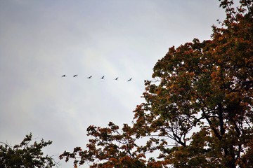 autumnal treetops in the park with the first birds that move into the winter quarter